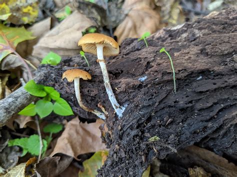 As you may have guessed from its prefix Psilocybe, this mushroom belongs to the genus of hallucinogenic psilocybin containing fungi, better known as magic mushrooms. . Psilocybe ovoideocystidiata look alikes